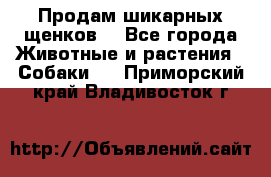 Продам шикарных щенков  - Все города Животные и растения » Собаки   . Приморский край,Владивосток г.